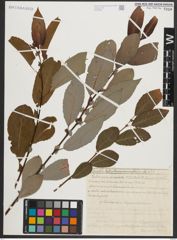 Foto von Salix appendiculata Vill.